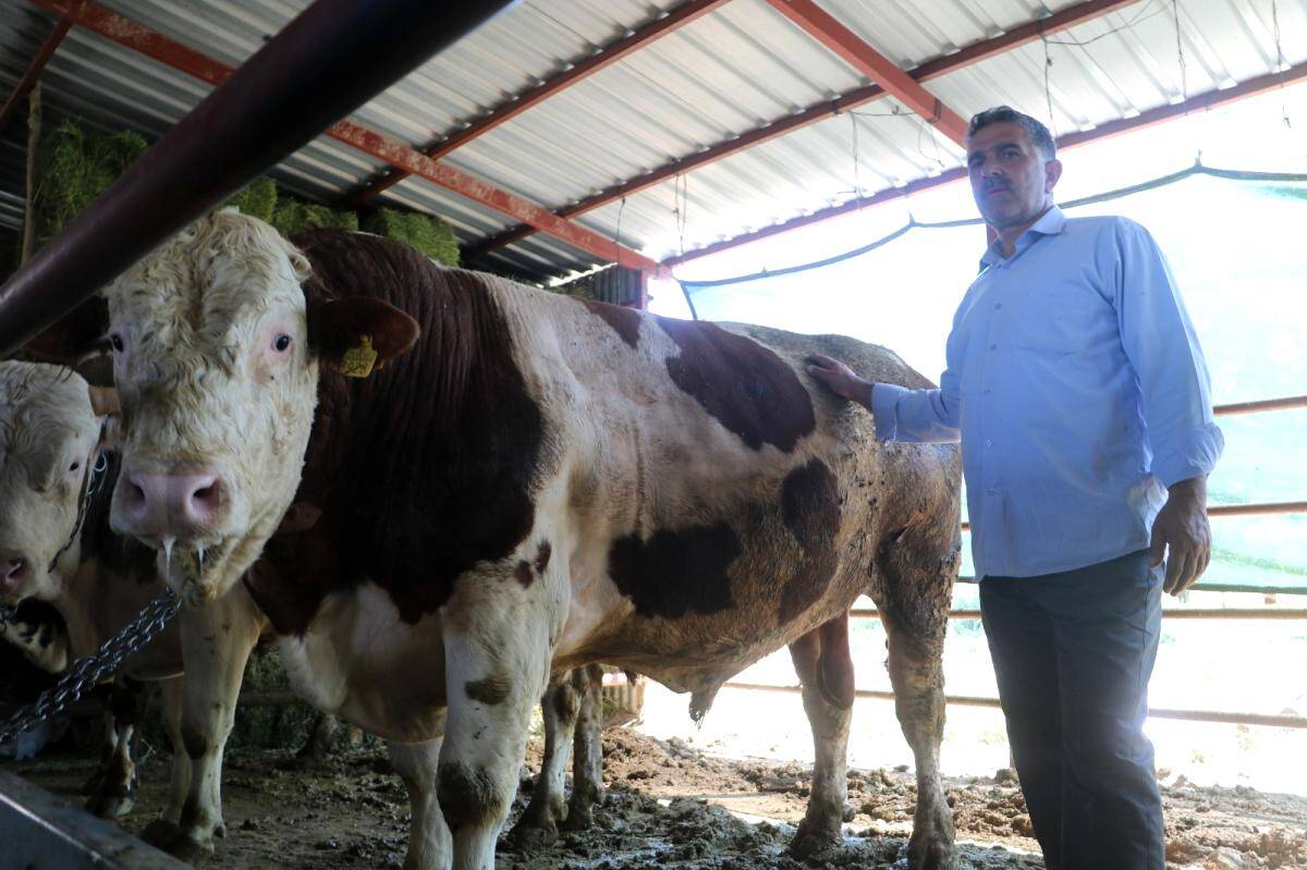 6 kişi ahırdan çıkaramadı! Otomobil fiyatına satılan tonluk kurbanlıklar görücüye çıktı