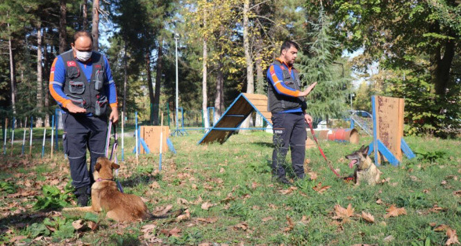 Afetlerde görev alacak altın burunlu köpekler Sakarya’da seçilecek