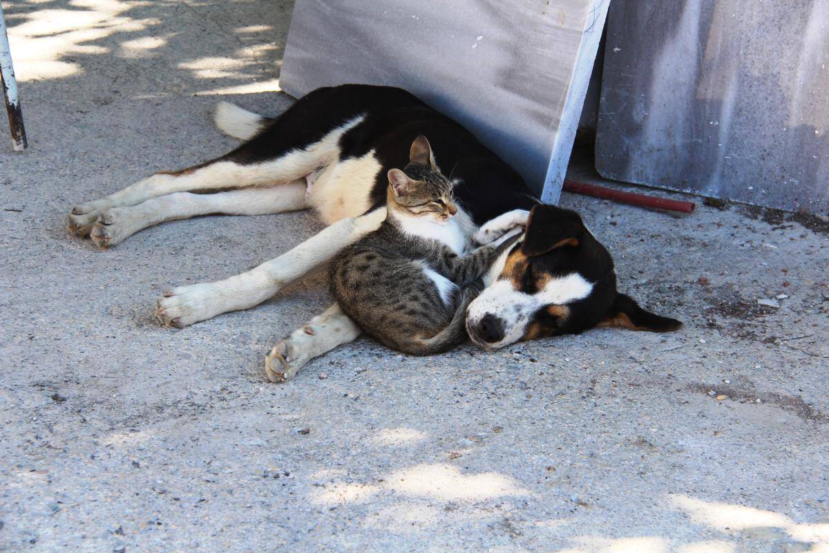 Amasya da kedi ile köpeğin dostluğu görenlerin dikkatini çekiyor