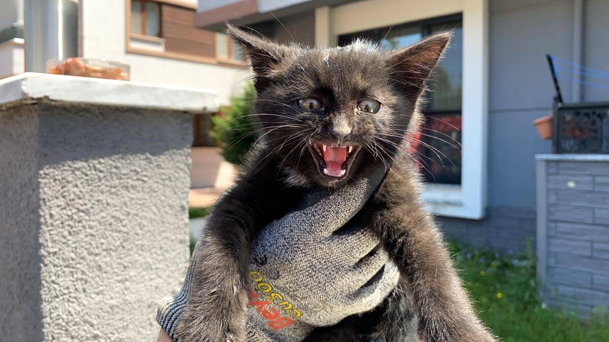 Son dakika haberi… Yaramaz yavru kedi, itfaiye ekiplerini uğraştırdı