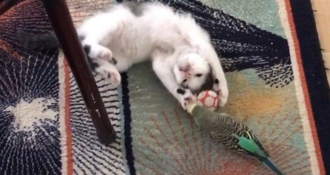 Yavru kedi ile muhabbet kuşunun dostluğu